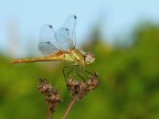 Libellulla dorata e gialla Libellulla dorata e gialla