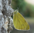 metamorfosi metamorfosi