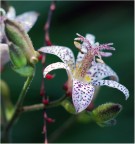 muramira 3