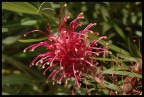 strano fiore.... strano fiore....