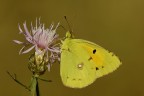 Colias crocea