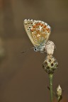Lycaenidae Lycaenidae