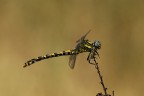 Gomphidae Gomphidae