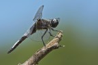 Libellula fulva