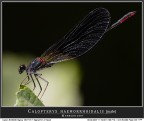 Drago nero... ovvero... Calopteryx haemorrhoidalis (male) Drago nero... ovvero... Calopteryx haemorrhoidalis (male)