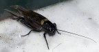 Antifurto o Cicala? Antifurto o Cicala?