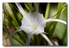 FIORE FIORE