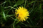 Sole Sole