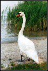cigno cigno