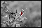 rosa bn rosa bn