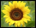 girasole