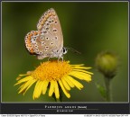 In attesa che sbocci... intanto ne approfitto!