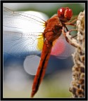Sorridente libellula colpita da fari di auto tra le ali