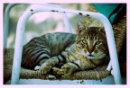 Bored Cat Bored Cat