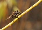 asilide asilide