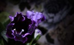Deep Flower Deep Flower