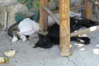Che noia il caldo! Che noia il caldo!