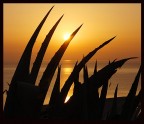 alba d oro alba d oro