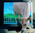 Aho...me fai fum�???