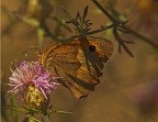 Satyrinae Satyrinae