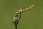 Sympetrum