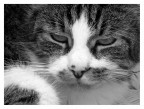 Gatto Gatto