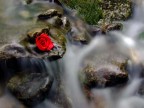 rosa rossa rosa rossa