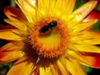 Moscerino nel sole Moscerino nel sole