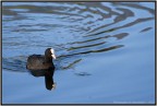 Fulica atra Fulica atra