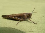 Cavalletta Cavalletta
