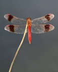 la rossa la rossa