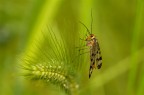 Mosca scorpione mia Mosca scorpione mia