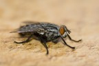 mosca mosca