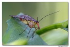 mosca scorpione mosca scorpione