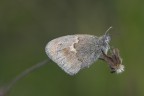 ...- Farfallina dormiente -... ...- Farfallina dormiente -...