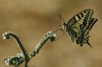 Papilio machaon