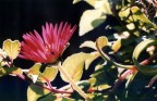 Fiore Fiore