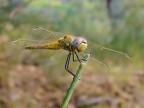 Solita libellula Solita libellula