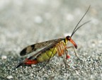 Mosca scorpione Mosca scorpione