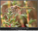 Sympetrum fonscolombii female Sympetrum fonscolombii female