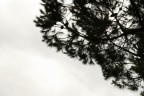 tree tree