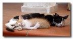 dolce riposo... dolce riposo...