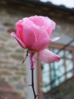 Caducità Caducità