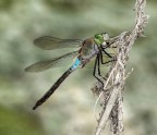 Anax parthenope male Anax parthenope male