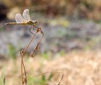 libellula