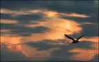 Ultimo volo... Ultimo volo...