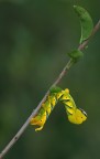 Acherontia atropos - Sfinge testa di morto