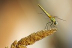 libellula libellula