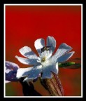 fiore3 fiore3