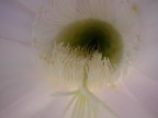 CactusEye CactusEye